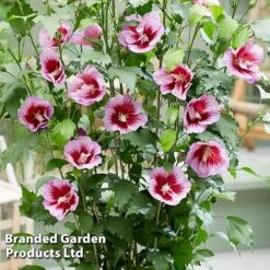 Hibiscus 'Flower Tower Purple' -Perfect Greenery HIBI FTOWERPUR H43877