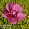Hibiscus 'Flower Tower Ruby' -Perfect Greenery HIBI FTOWERRUB H43879