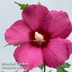 Hibiscus 'Flower Tower Collection' -Perfect Greenery HIBI FTOWERRUB H438801