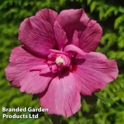 Hibiscus 'Flower Tower Ruby' -Perfect Greenery HIBI FTOWERRUB H43881