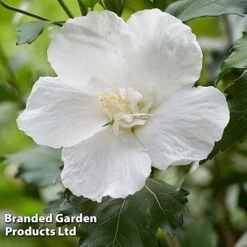 Hibiscus 'Flower Tower White' 8 Hibiscus 'Flower Tower White' -Perfect Greenery HIBI FTOWERWHI H43884