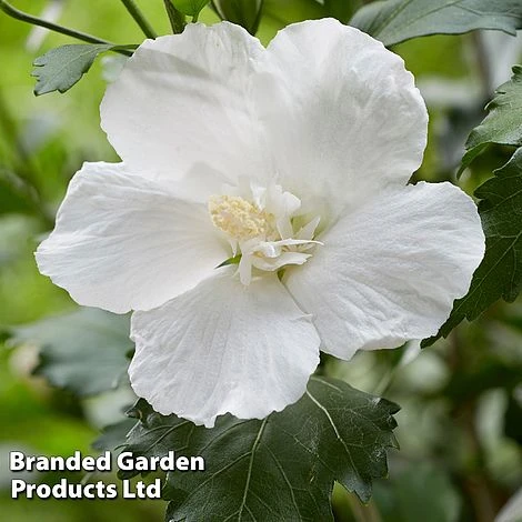 Hibiscus 'Flower Tower White' 5 Hibiscus 'Flower Tower White' - Image 3