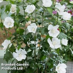 Hibiscus 'Flower Tower White' 9 Hibiscus 'Flower Tower White' -Perfect Greenery HIBI FTOWERWHI H43885