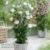 Hibiscus 'Flower Tower White' -Perfect Greenery HIBI FTOWERWHI H43886