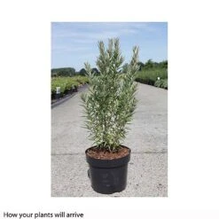 Hippophae Rhamnoides 'Hikul' -Perfect Greenery HIPP T66225 A h