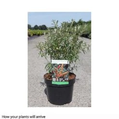 Hippophae Rhamnoides 'Leikora' -Perfect Greenery HIPP T66226 A h