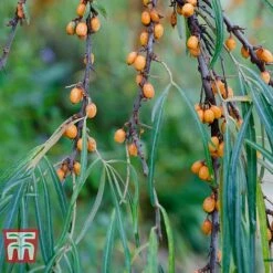 Hippophae Rhamnoides 'Leikora' -Perfect Greenery HIPP T66226 C