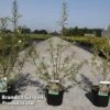 Hippophae Rhamnoides 'Pollmix' -Perfect Greenery HIPP POLLMIX S45785