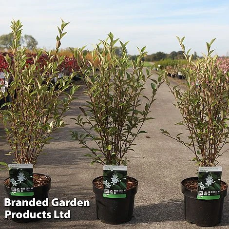 Hoheria Sexstylosa 'Stardust' 3 Hoheria Sexstylosa 'Stardust'