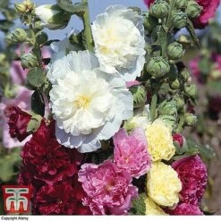 Bare Root Perennial Collection 14 Bare Root Perennial Collection -Perfect Greenery HOLL 10542 A1
