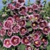Hollyhock 'Creme De Cassis' -Perfect Greenery HOLL T64238 A h