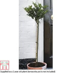 Holly 'Blue Maid' (Standard) -Perfect Greenery HOLL T78741 B