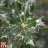 Holly 'Alaska' -Perfect Greenery HOLL TKA2053 A