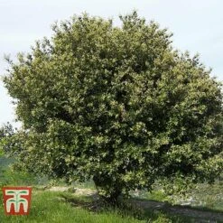 Quercus Ilex -Perfect Greenery HOLM T58266 B