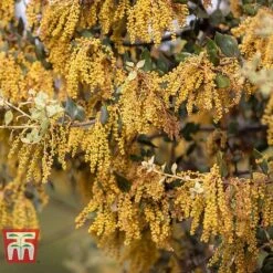 Quercus Ilex -Perfect Greenery HOLM T58266 C