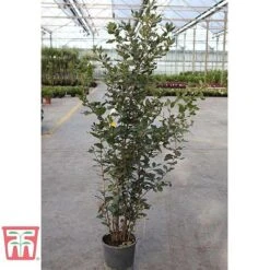 Quercus Ilex -Perfect Greenery HOLM T58266 D1