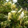 Honeysuckle 'Scentsation' -Perfect Greenery HONE T58057 A h