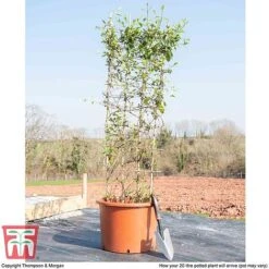 Honeysuckle 'Halliana' - Trellis -Perfect Greenery HONE WKB9249 F
