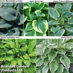 Bulb & Perennial Bumper Pack -Perfect Greenery HOSTA COL1