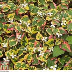 Houttuynia Cordata 'Chameleon' -Perfect Greenery HOUT 58076 A