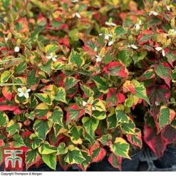 Houttuynia Cordata 'Chameleon' -Perfect Greenery HOUT 58076 D