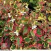 Houttuynia Cordata 'Chameleon' -Perfect Greenery HOUT 58076 E