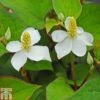 Houttuynia Cordata -Perfect Greenery HOUT T47817 A