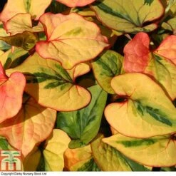 Houttuynia Cordata 'Flame' -Perfect Greenery HOUT T80293 A