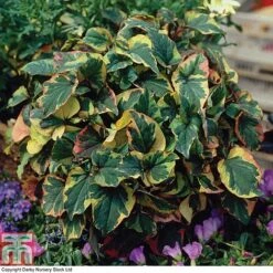 Houttuynia Cordata 'Flame' -Perfect Greenery HOUT T80293 B