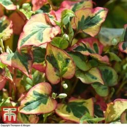 Houttuynia Cordata 'Flame' -Perfect Greenery HOUT T80293 D