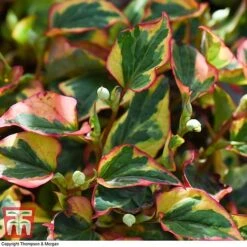 Houttuynia Cordata 'Flame' -Perfect Greenery HOUT T80293 E