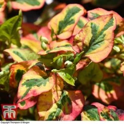 Houttuynia Cordata 'Flame' -Perfect Greenery HOUT T80293 G