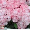 Hydrangea Macrophylla 'Miss Saori' -Perfect Greenery HYDR T56211 C