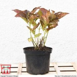 Hydrangea Macrophylla 'Miss Saori' -Perfect Greenery HYDR T56211 E