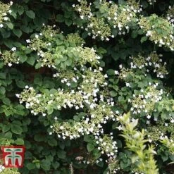 Hydrangea Petiolaris -Perfect Greenery HYDR T57999 C1