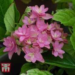 Hydrangea 'Princess Diana' -Perfect Greenery HYDR T79155 E