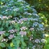 Hydrangea Serrata 'Magic Seduction Annie's Blue' -Perfect Greenery HYDRA MAGICSEDU W30375
