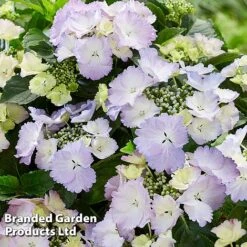 Hydrangea 'Angel Wings Blue' 10 Hydrangea 'Angel Wings Blue' -Perfect Greenery HYDR ANGELWING S35327