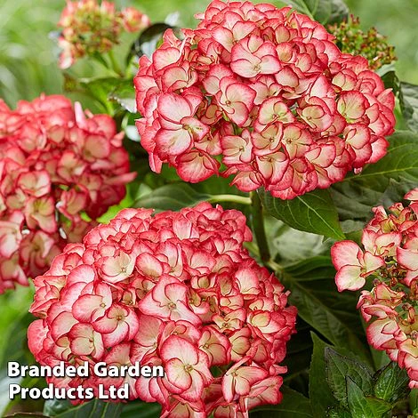 Hydrangea Macrophylla 'Boskoop Beauty' 4 Hydrangea Macrophylla 'Boskoop Beauty' - Image 2