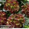 Hydrangea Macrophylla 'Roco Black Knight' -Perfect Greenery HYDR BLACKKNIG S49815