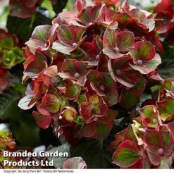 Hydrangea Macrophylla 'Roco Black Knight' -Perfect Greenery HYDR BLACKKNIG S49817