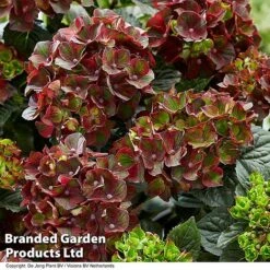 Hydrangea Macrophylla 'Roco Black Knight' -Perfect Greenery HYDR BLACKKNIG S49819