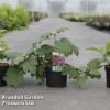 Hydrangea Quercifolia 'Burgundy' -Perfect Greenery HYDR BURGUNDY S45814