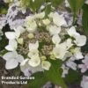 Hydrangea 'Cloudi' -Perfect Greenery HYDR CLOUDI S45794