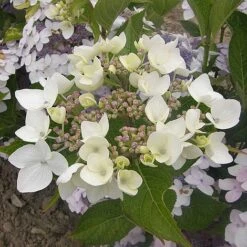 Hydrangea 'Cloudi' -Perfect Greenery HYDR CLOUDI S45794 NOW