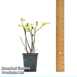 Hydrangea 'Cloud Nine' -Perfect Greenery HYDR CLOUDN9CM T44905 A