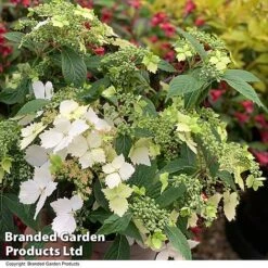 Hydrangea 'Cloud Nine' -Perfect Greenery HYDR CLOUDNINE T402471