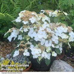 Hydrangea 'Cloud Nine' -Perfect Greenery HYDR CLOUDNINE T404241
