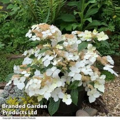 Hydrangea 'Cloud Nine' -Perfect Greenery HYDR CLOUDNINE T404501