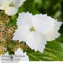Hydrangea 'Cloud Nine' -Perfect Greenery HYDR CLOUDNINE T50848